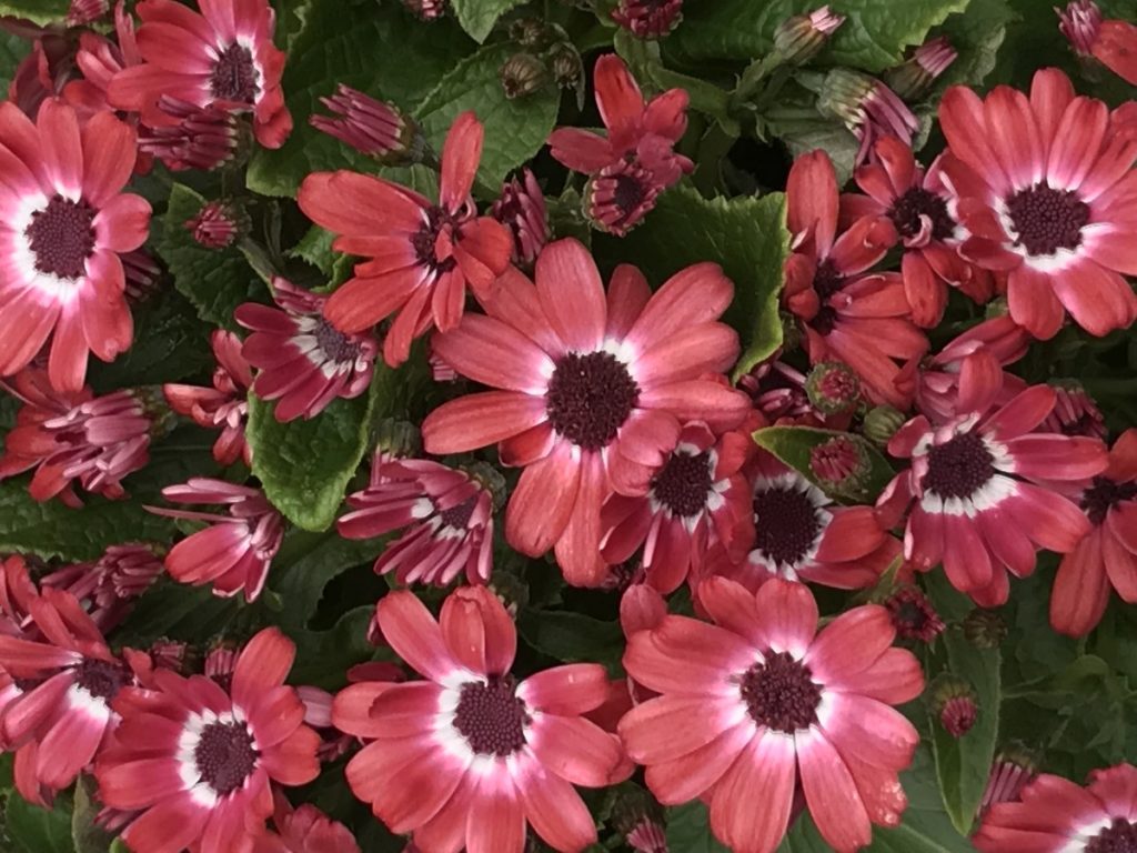 Cineraria - Cineraria x hybrida (Perkallis)