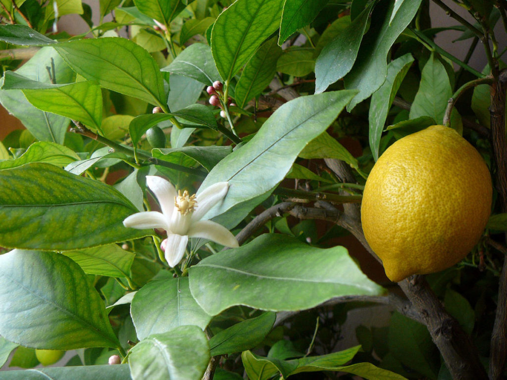 Citrice - Citrus spp.