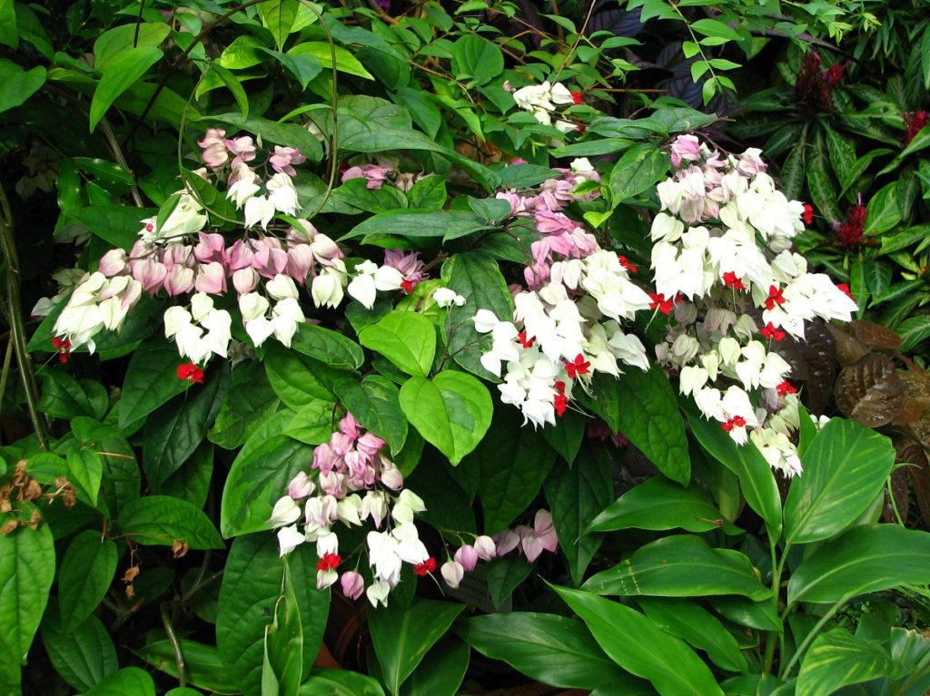 Clerodendrum thomsoniae