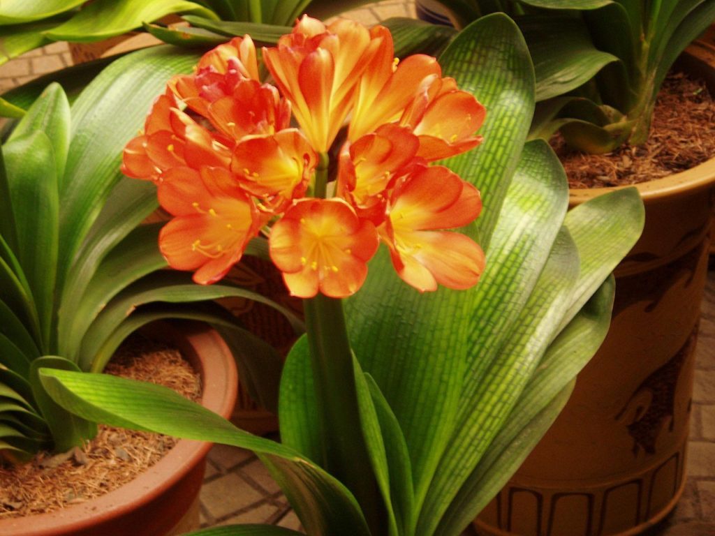 Clivia (Crin roșu) - Clivia miniata