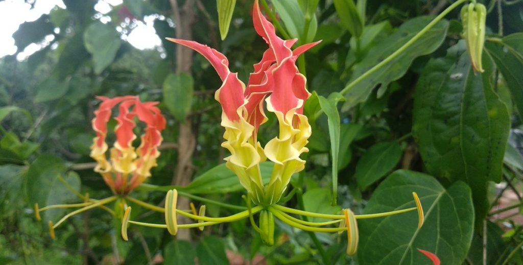Crin de Malbar - Gloriosa superba