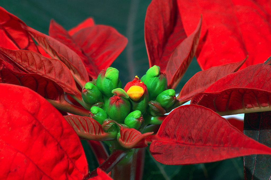 Poinsettia - Euphorbia pulcherrima