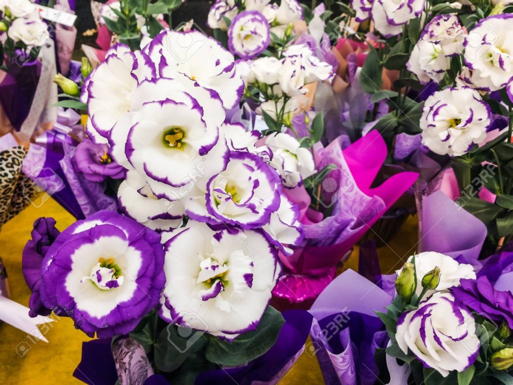 Lisiantus - Eustoma grandiflora