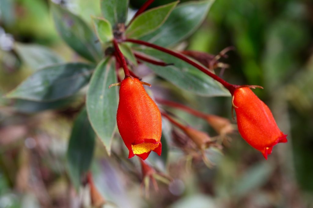 Gesneria sylvatica (Gloxinia)
