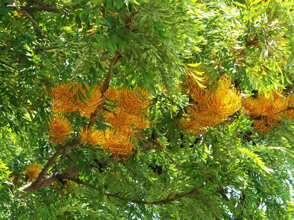 Grevillea (Stejarul Argintiu Australian) - Grevillea spp.
