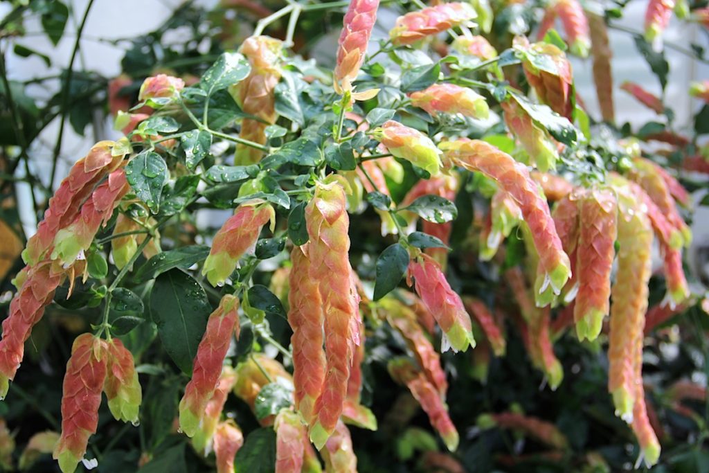 Justicia (Planta-crevete) - Beloperone guttata