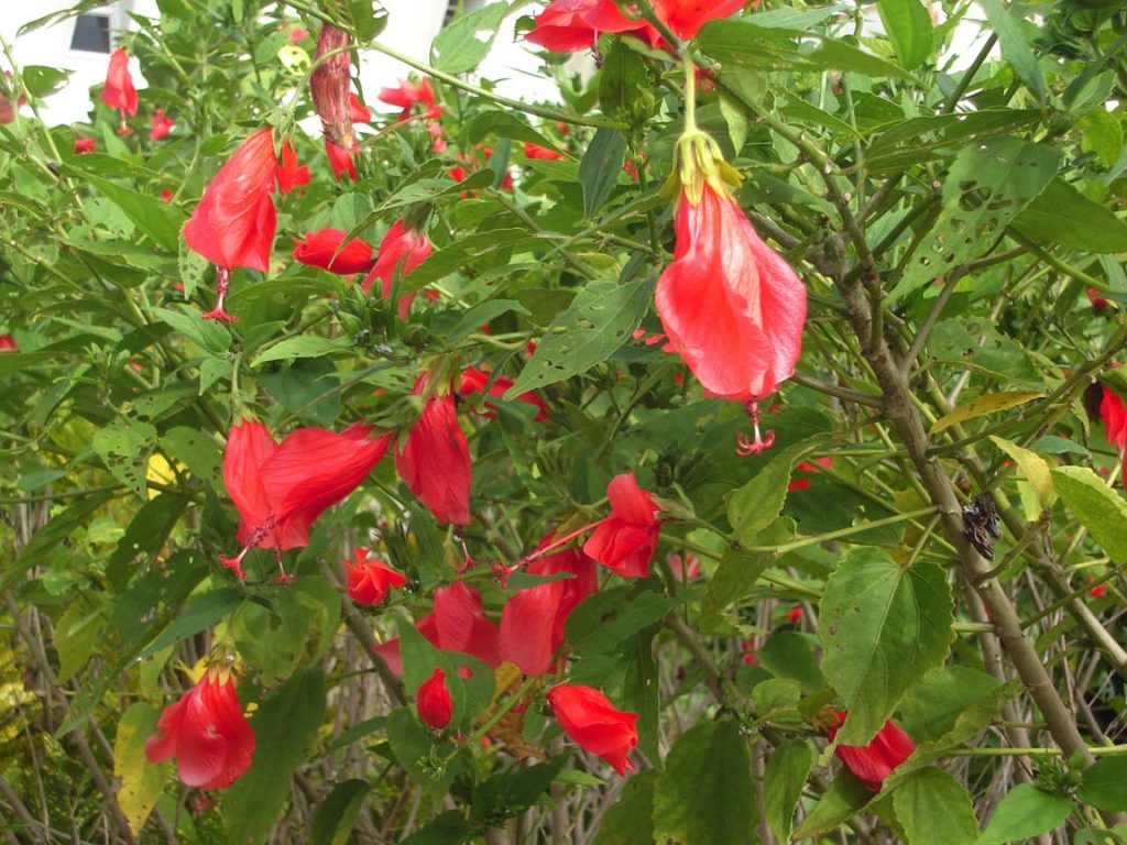 Nalba-hibiscus - Malvaviscus arboreus