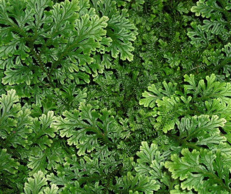 Selaginela