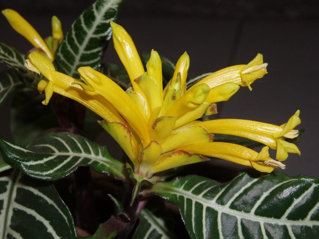 Planta zebră - Aphelandra squarrosa