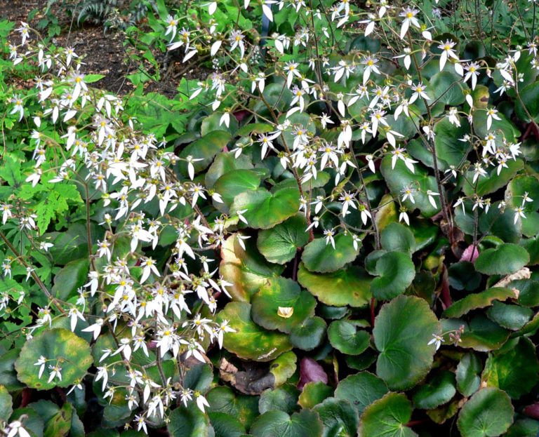 Planta-păianjen - Saxifraga stolonifera