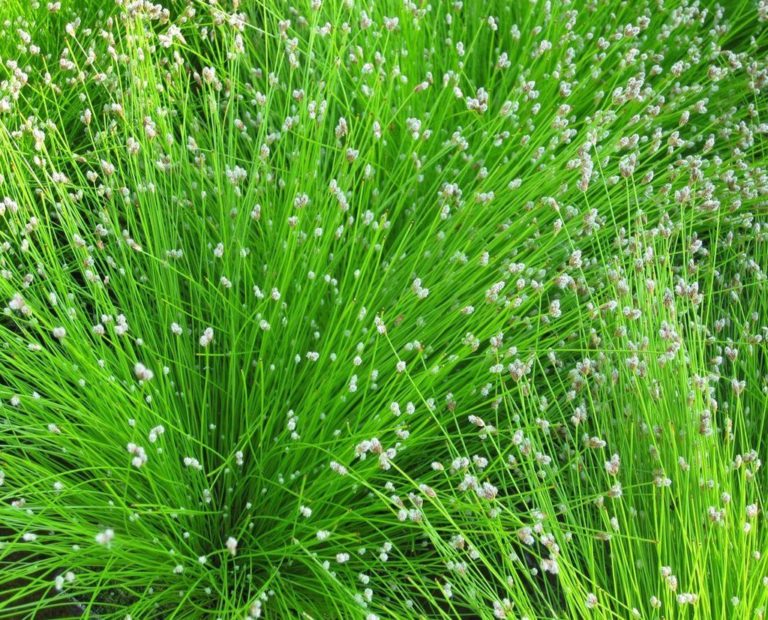 Scirpus (părul-femeii) - Scirpus cernuus (Isolepis)