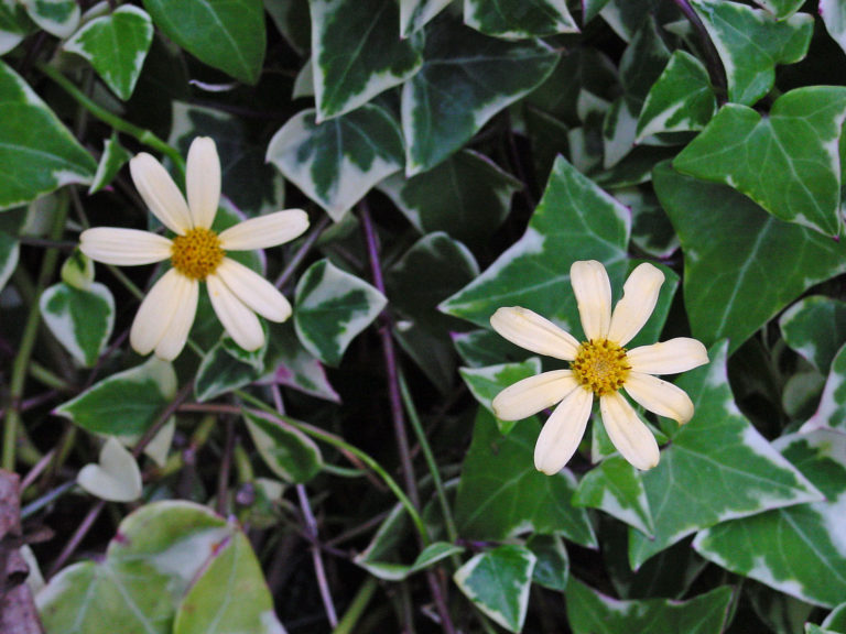Senecio (spălăcioasă sau iedera-de-africa) - Senecio macroglossus