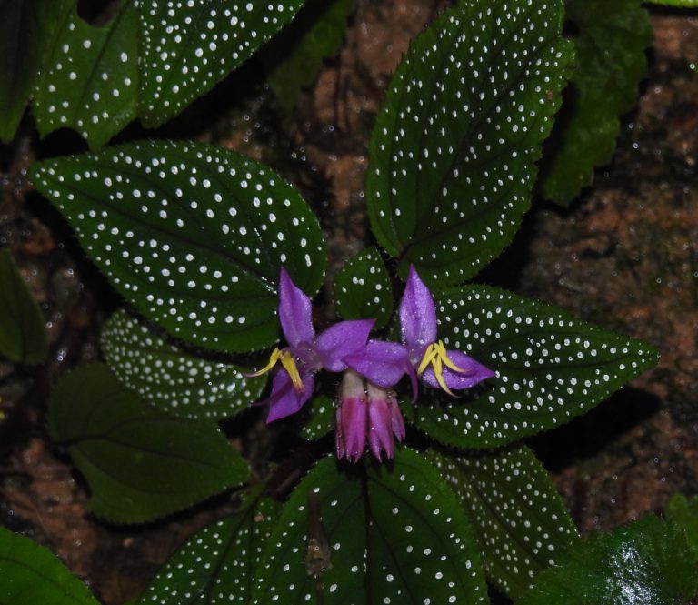Sonerila margaritacea