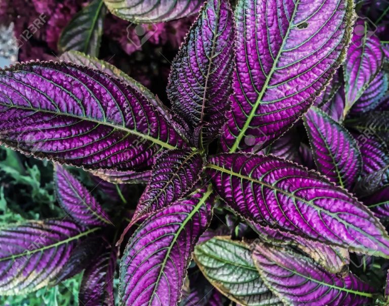 Strobilanthes Dyerianus