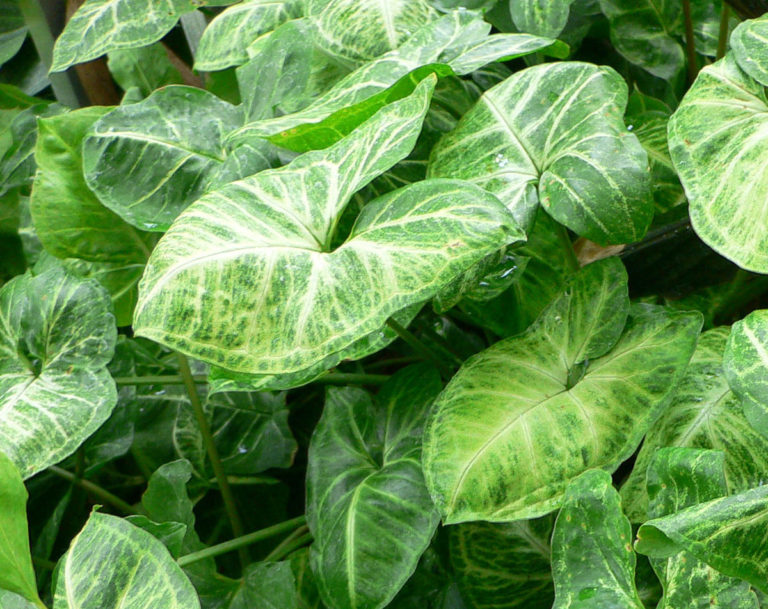 Acalypha hispida