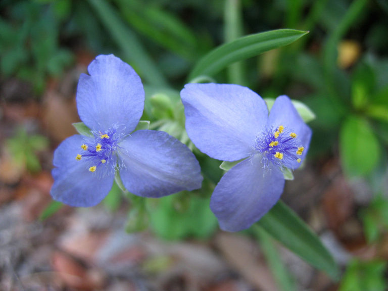 Telegraf sau obraznică - Tradescantia spp