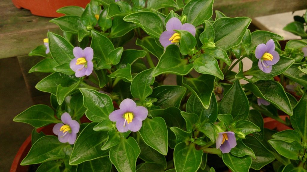 Violetă de Persia - Exacum affine