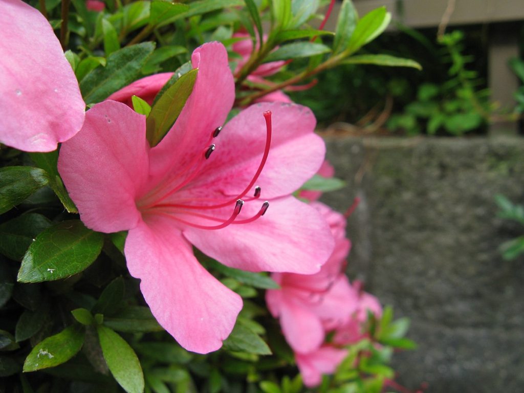 Azalee de interior - Rhododendron indicum