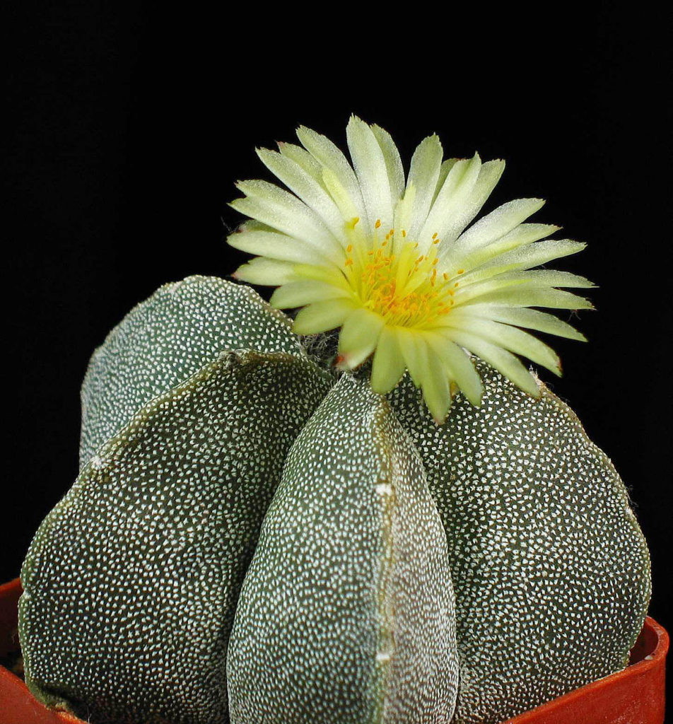Boneta-episcopului - Astrophytum spp.