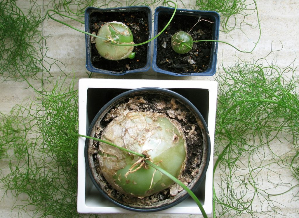 Bowiea volubilis