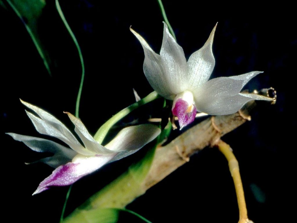 endrobium - Dendrobium spp.