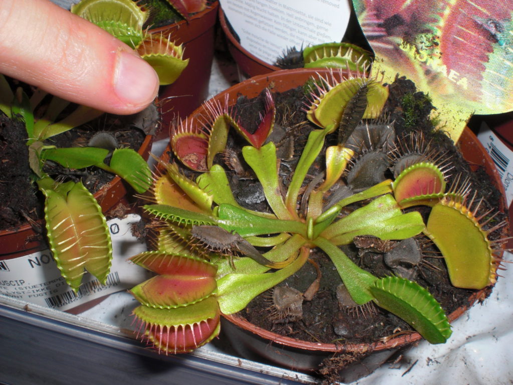 Prinde-Muște - Dionaea muscipula