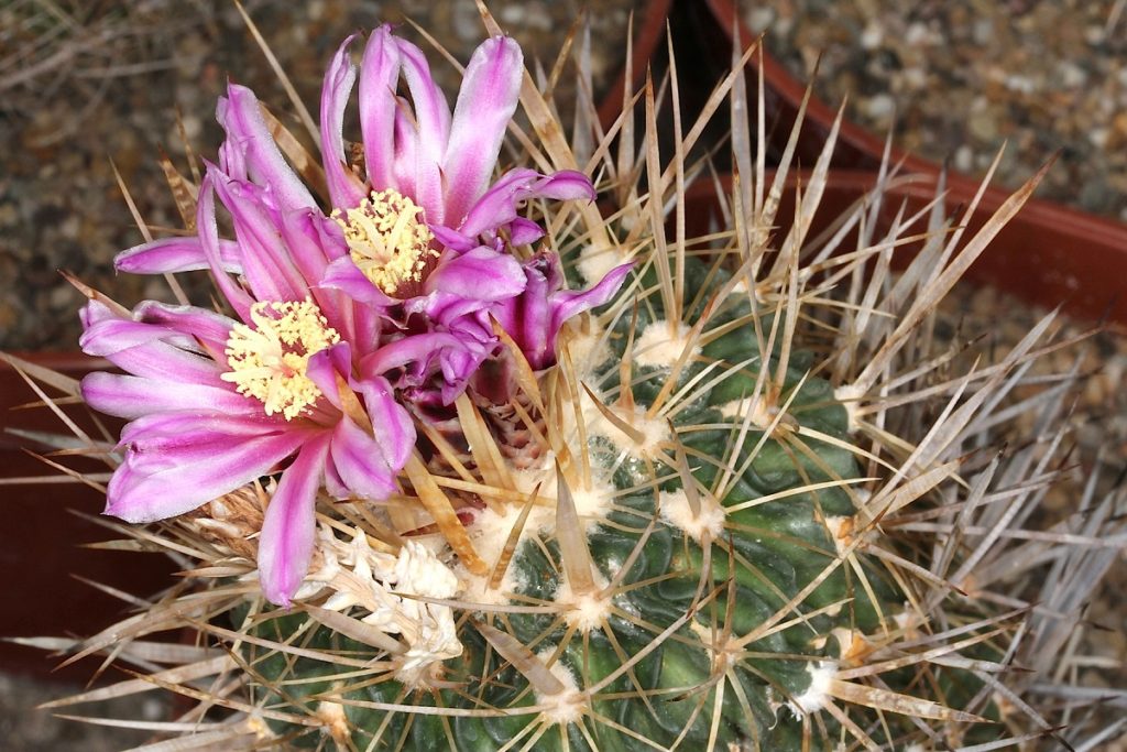 Echinofosulocactus - Echinofossulocactus spp.