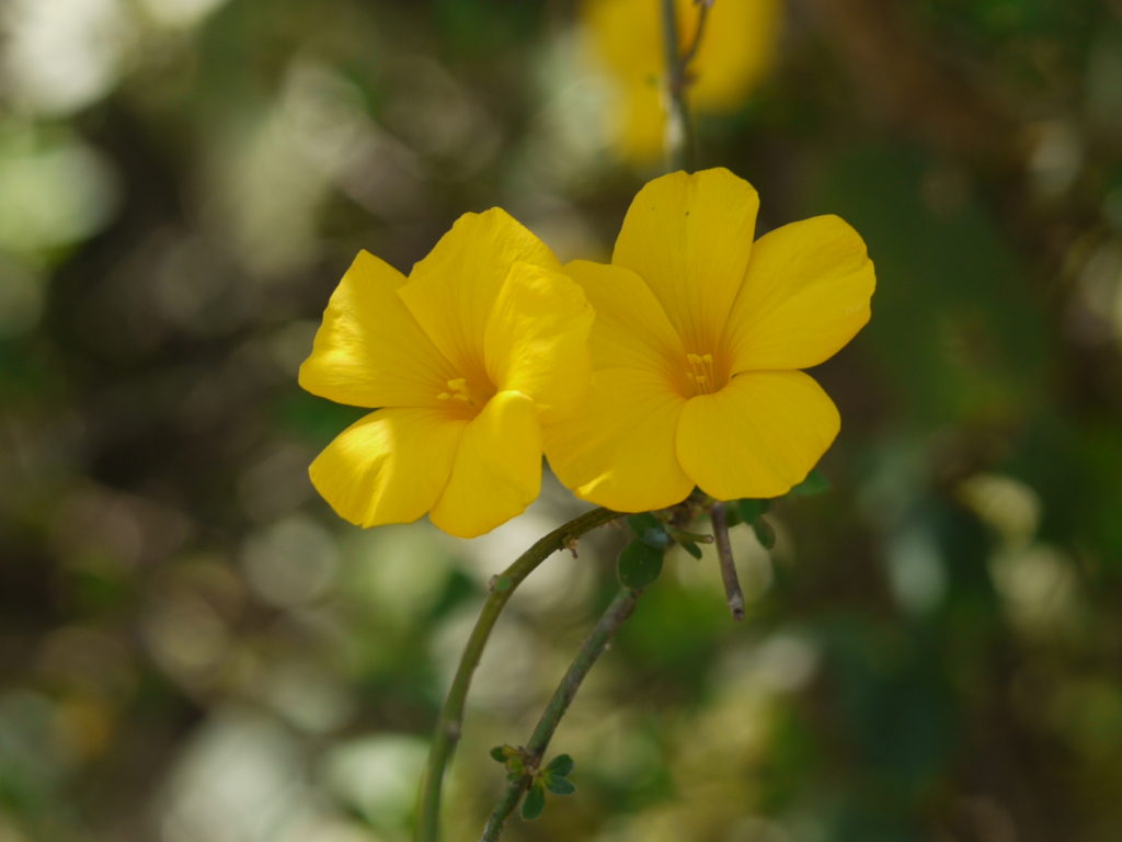 In galben - Reinwardtia indica