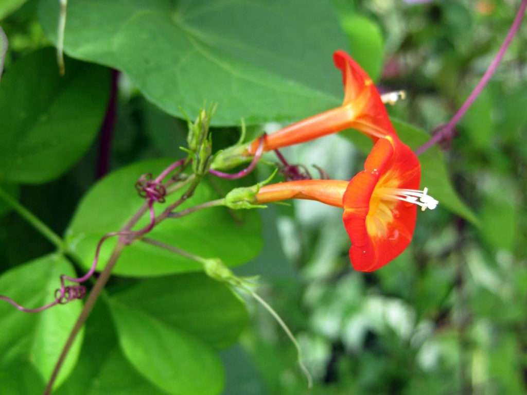Ipomea stacojie - Quamoclit coccinea (Ipomoea)