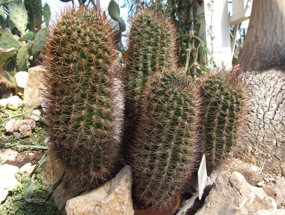Neoporteria - Neoporteria spp. (Eriosyce)