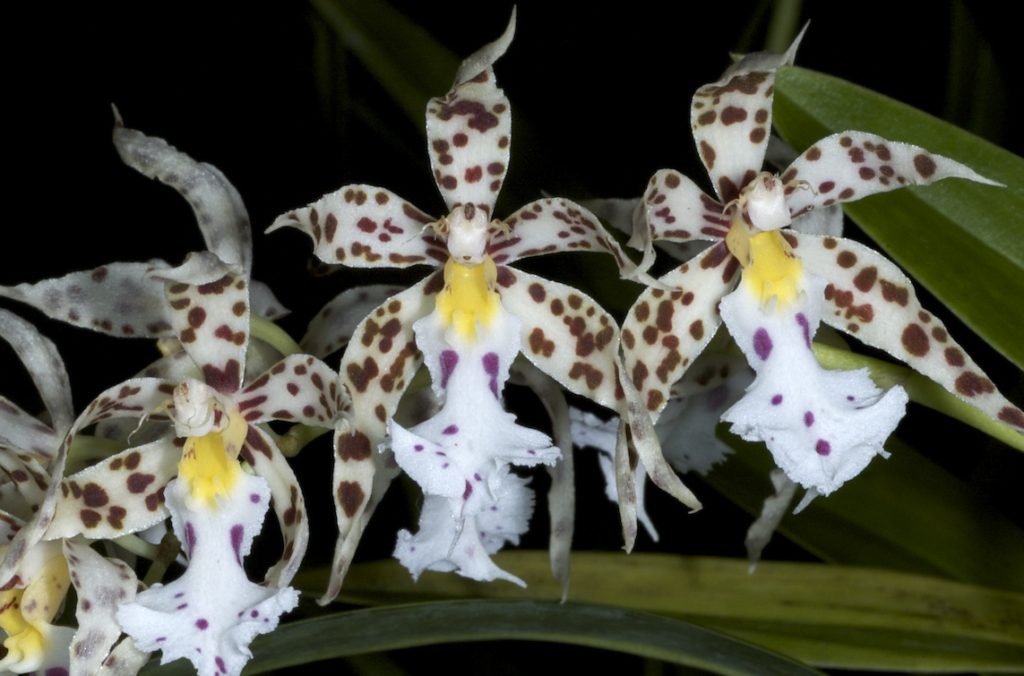 Odontoglossum spp.