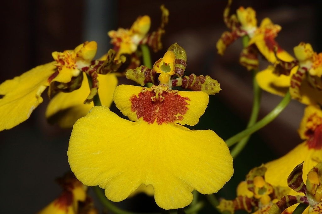 Oncidium