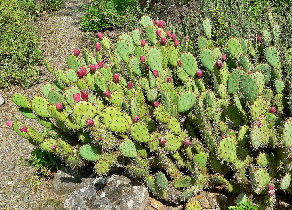 Opuntia (Limba soacrei) - Opuntia spp.