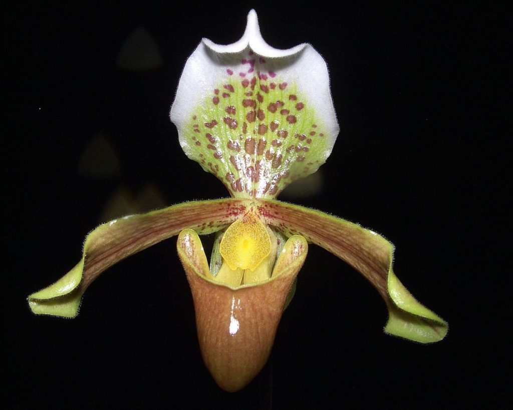 Papucul Doamnei - Paphiopedilum