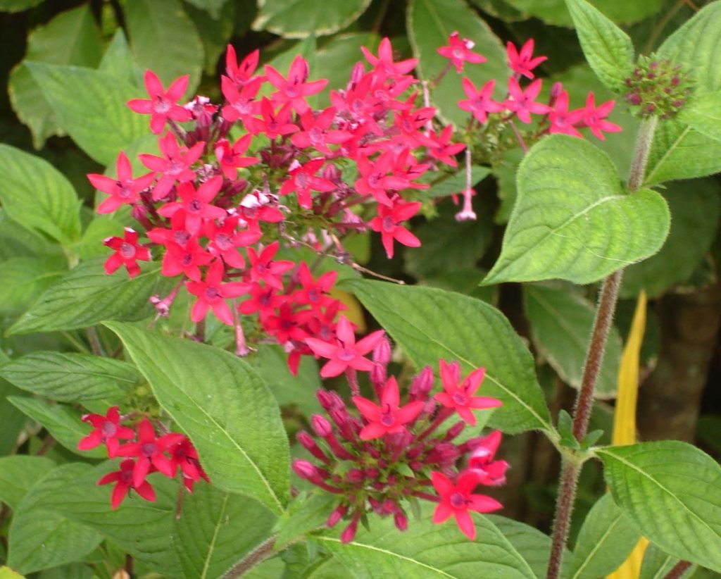 Pentas lanceolata