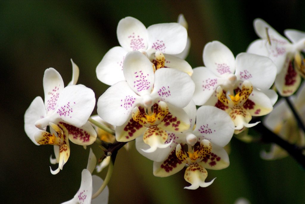 Phalenopsis (Orhideea-fluture) - Phalaenopsis