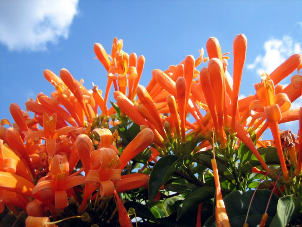 Pirostegia (Liana-de-foc sau Floarea-trompetă) - Pyrostegia venusta