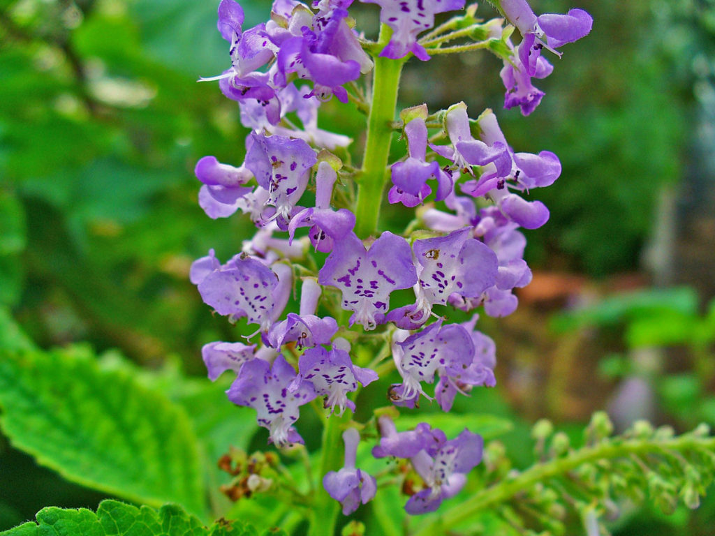 Plectranthus fruticosus