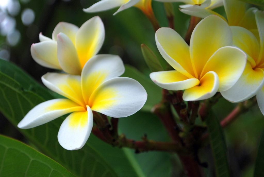 Plumeria (Frangipanier) - Plumeria alba