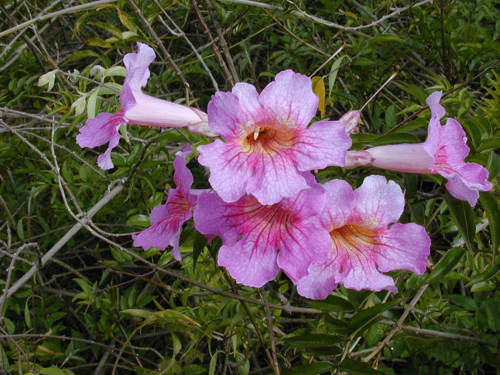 Podranea ricasoliana