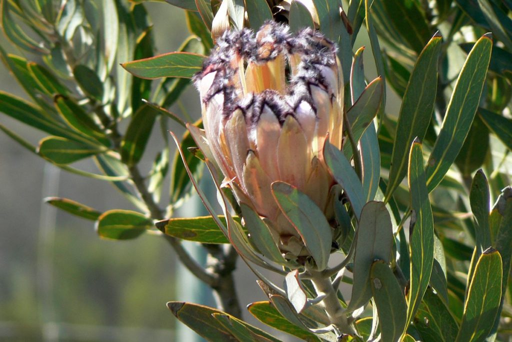 Protea