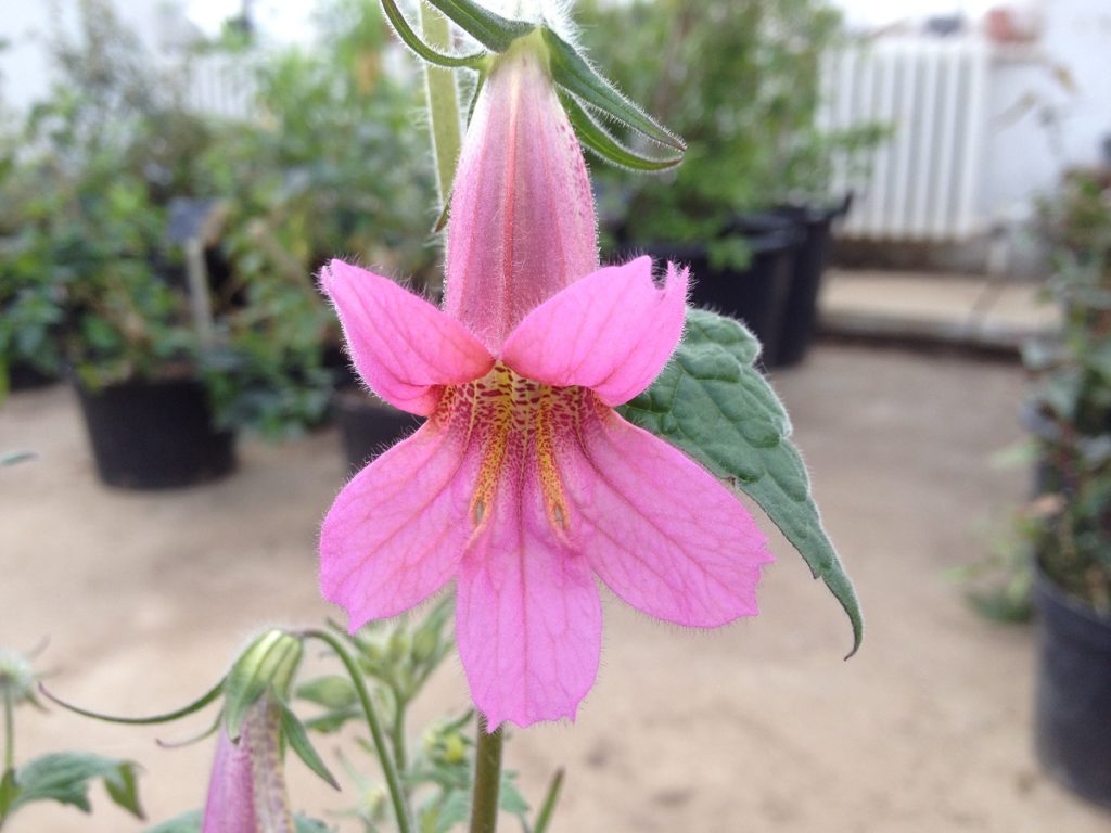 Rehmannia elata
