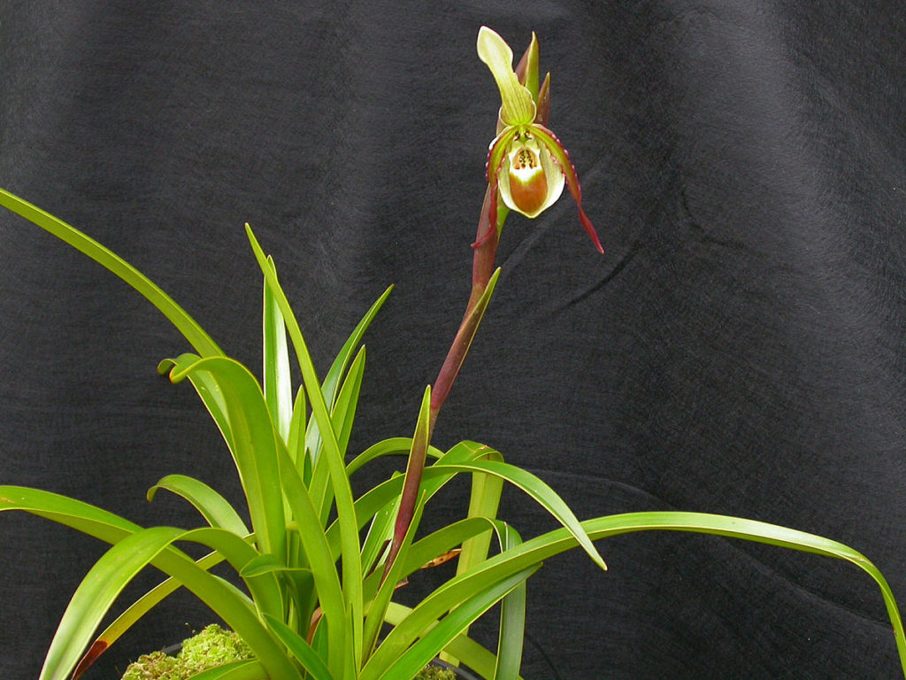 Sabotul-lui-Venus - Phragmipedium spp.