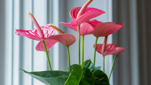 Anthurium Lili roz vibrant într-un ghiveci elegant, pe pervazul luminos, aducând prospețime și bucurie festivă.