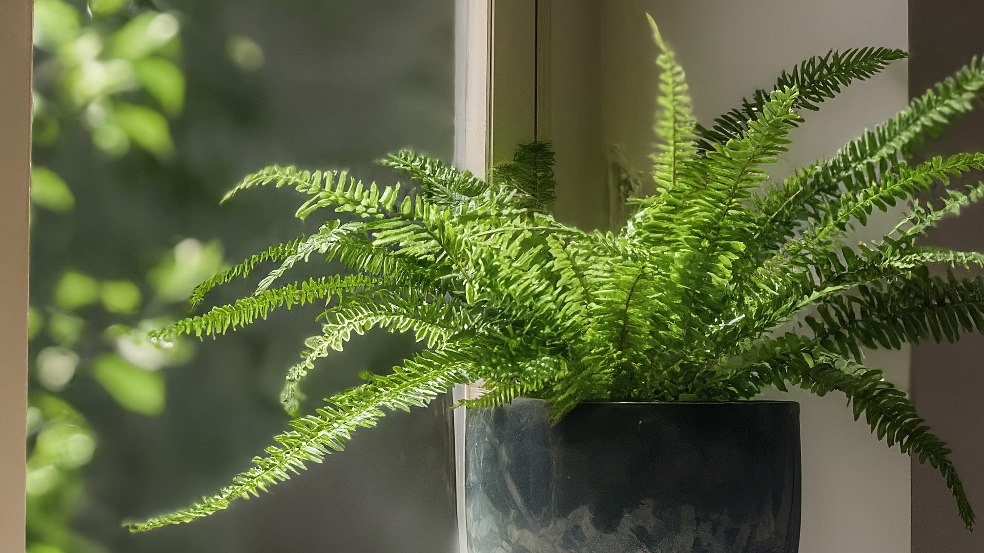 Ferigă verde și sănătoasă într-un ghiveci ceramic elegant, scăldată în lumina soarelui pe un pervaz luminos.