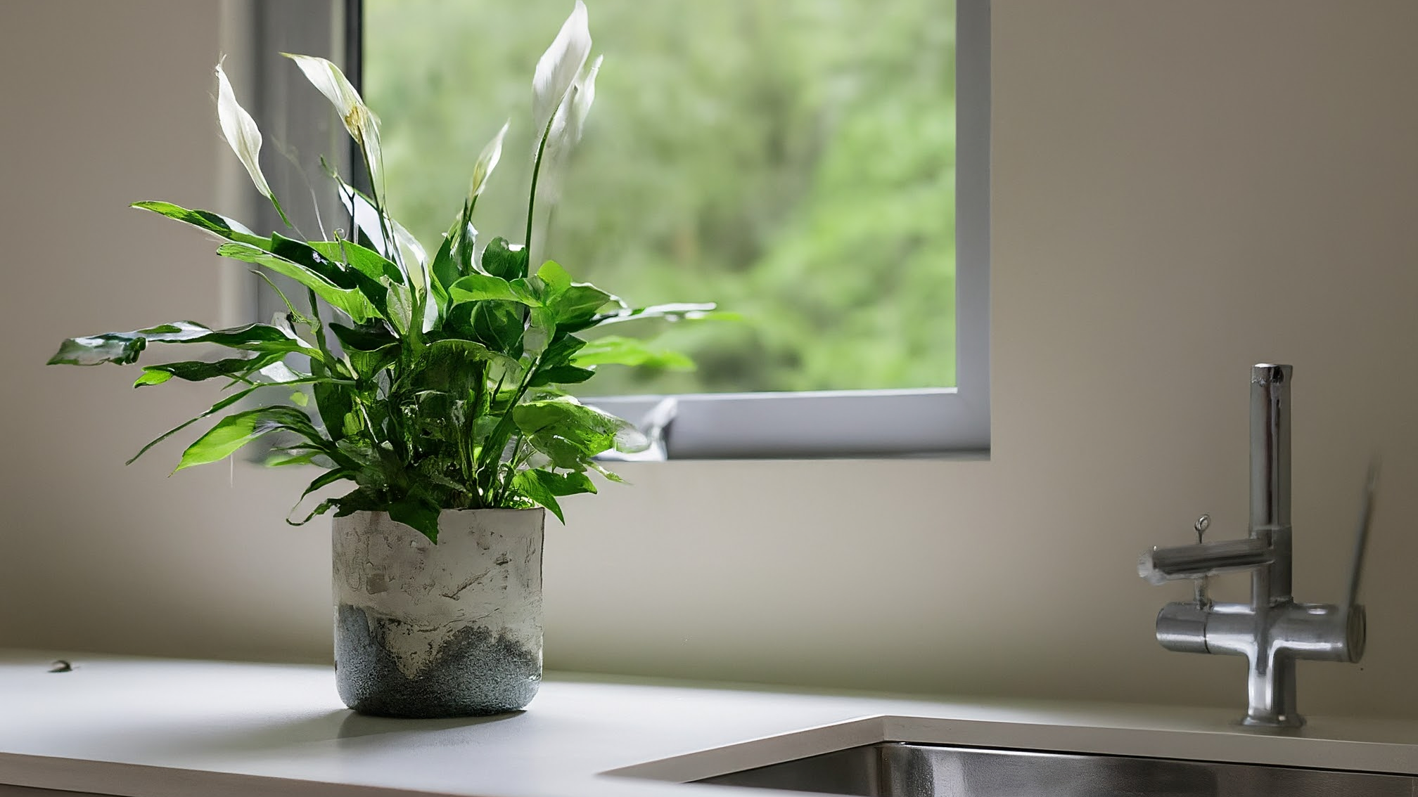 Un crin de cameră sănătos într-un ghiveci ceramic, cu flori albe elegante, într-o baie modernă și luminoasă.