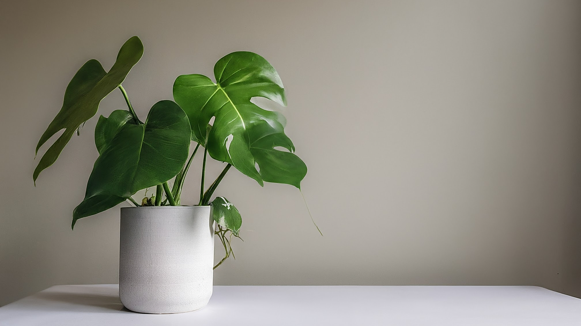 Plantă tropicală verde și luxuriantă într-un ghiveci ceramic, scăldată în lumina naturală a ferestrei.