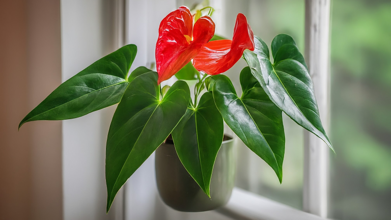 Anthurium vibrant, cu bractee roșii în formă de inimă, într-un ghiveci ceramic elegant, pe o fereastră luminoasă.