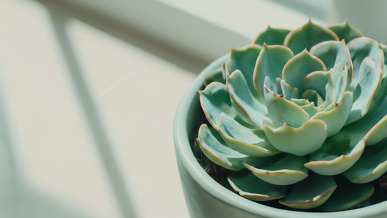 Succulentă Echeveria pastelată într-un ghiveci ceramic elegant, scăldată în lumina naturală a ferestrei.