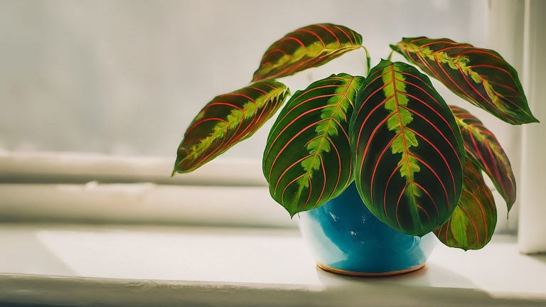 O plantă Maranta vibrantă, cu frunze verzi și roșii, într-un ghiveci ceramic elegant, pe un pervaz luminos.